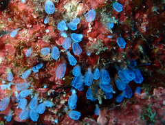 Clavelina