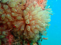 Ecteinascidia turbinata