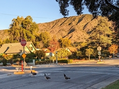 Pavo cristatus