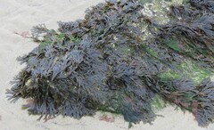 Fucus vesiculosus
