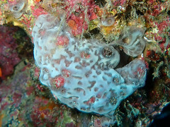 Eudistoma capsulatum