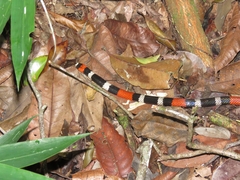 Micrurus ibiboboca