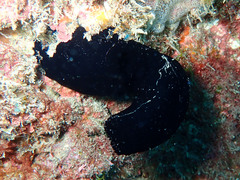 Phallusia nigra