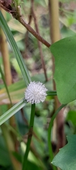 Cyperus mindorensis
