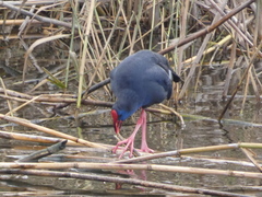 Porphyrio porphyrio