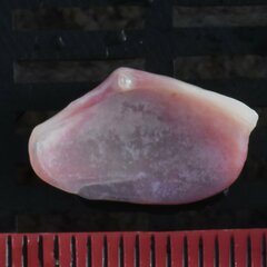 Tellinoidea