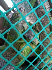 Iguana