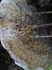 Coriolopsis gallica