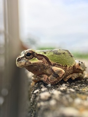 Hyla japonica