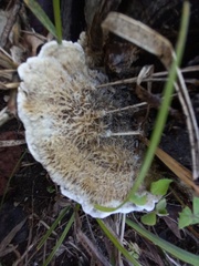 Coriolopsis gallica