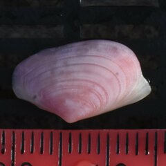 Tellinoidea