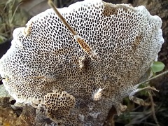 Coriolopsis gallica