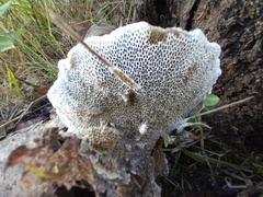 Coriolopsis gallica