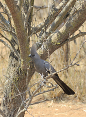 Corythaixoides concolor