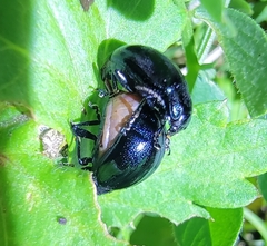 Chrysolina aurichalcea