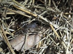 Adenomera hylaedactyla