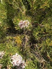 Serruria rubricaulis
