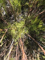 Serruria rubricaulis