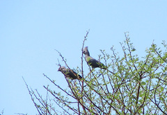 Corythaixoides concolor