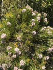 Serruria rubricaulis