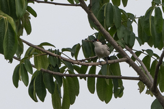 Dryoscopus gambensis