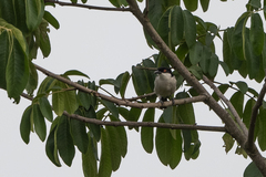 Dryoscopus gambensis