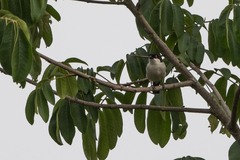 Dryoscopus gambensis