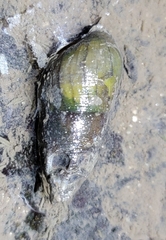 Semisulcospira libertina