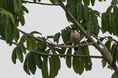 Dryoscopus gambensis