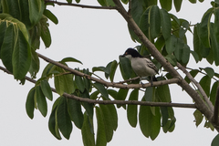 Dryoscopus gambensis