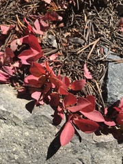 Vaccinium cespitosum