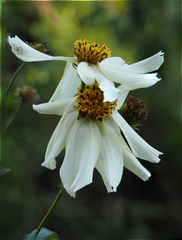 Bidens aurea