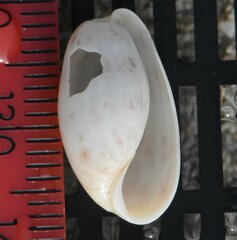 Bulla occidentalis