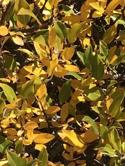 Frangula californica