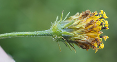 Bidens aurea