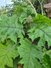 Solanum stramoniifolium