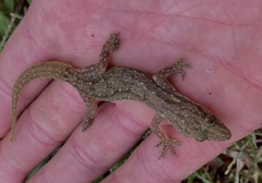 Hemidactylus garnotii