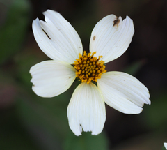 Bidens aurea