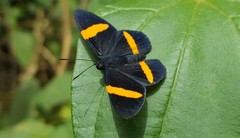 Panara soana