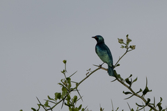 Lamprotornis chloropterus