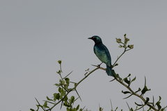 Lamprotornis chloropterus