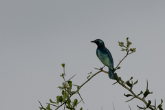 Lamprotornis chloropterus