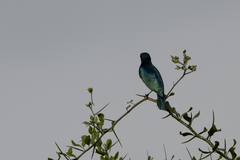 Lamprotornis chloropterus