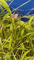 Lepidoptera