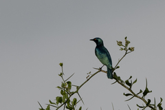 Lamprotornis chloropterus
