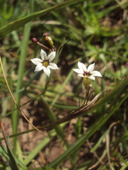 Sisyrinchium micranthum