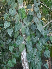 Philodendron hederaceum