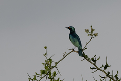 Lamprotornis chloropterus