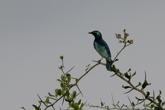 Lamprotornis chloropterus