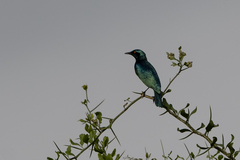 Lamprotornis chloropterus